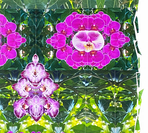 Aloha | Darren Smith
