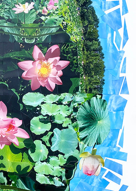Lotus Pose | Darren Smith